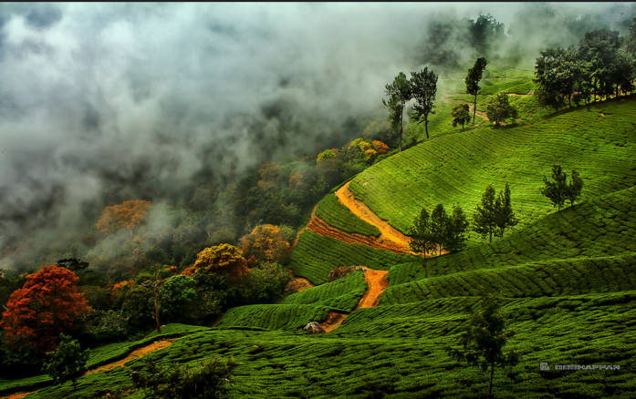 cochin munnar tour